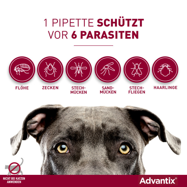 ADVANTIX Spot-on Lsg.z.Auftr.a.d.H.f.Hund 10-25 kg